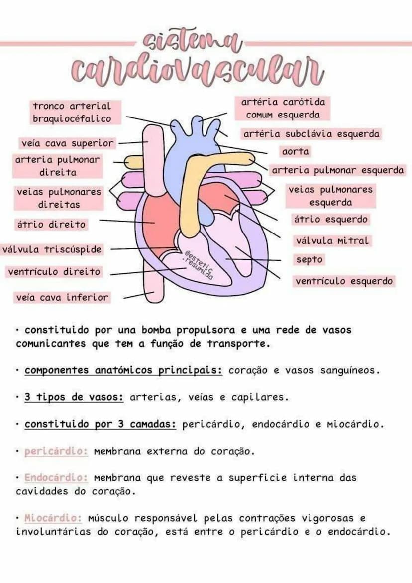 sistema
cardiovascular
tronco arterial
braquiocéfalico
artéria carótida
COMUM esquerda
artéria subclávia esquerda
aorta
arteria pulmonar esq