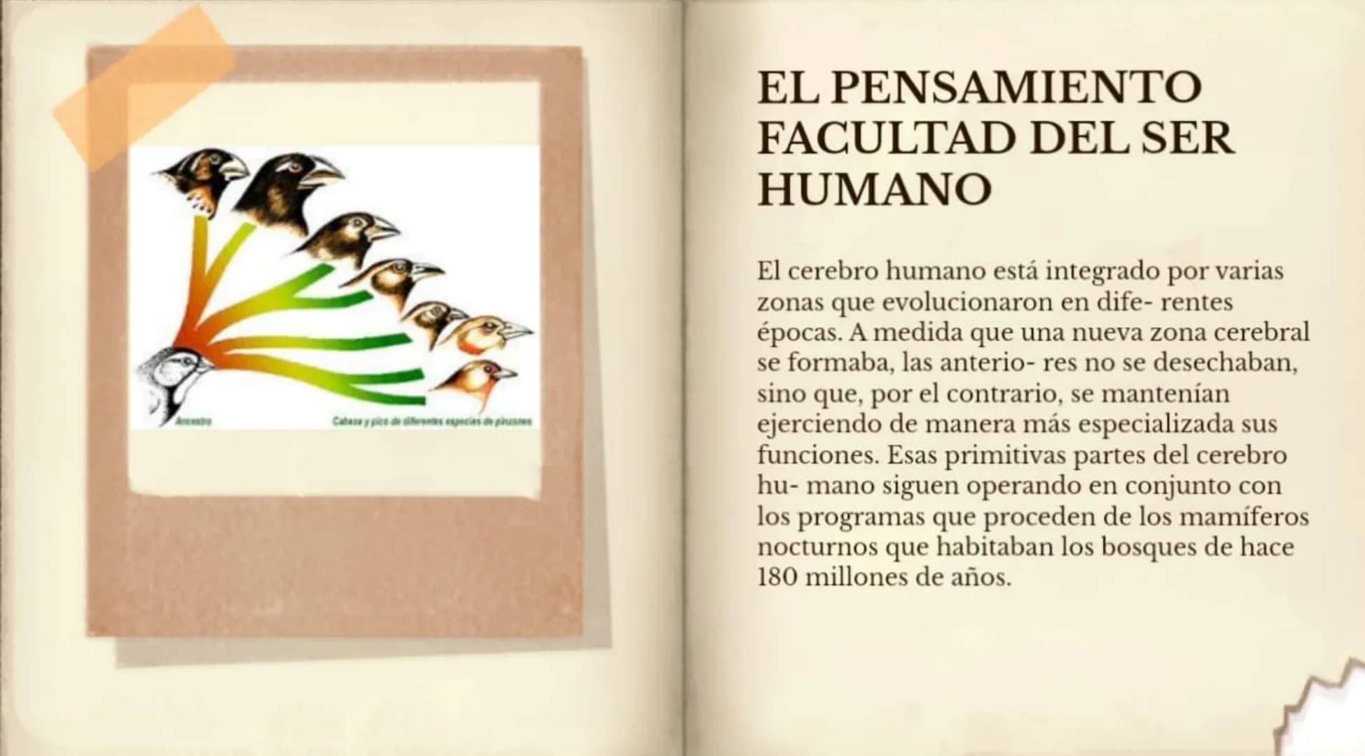 LA EVOLUCIÓN DE LA
ESPECIE HUMANA
COMENZAR 99
"No es el más fuerte de las
especies el que sobrevive,
tampoco es el más inteligente
el que so