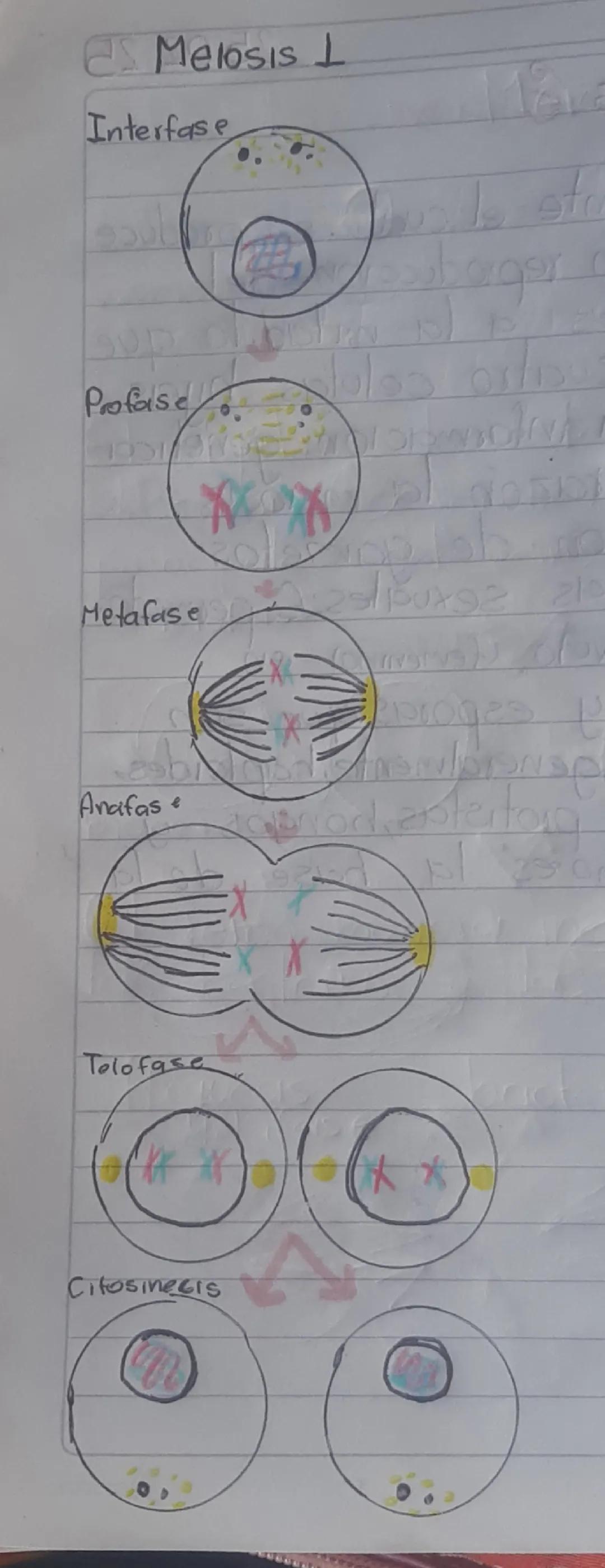 Meiosis 1 y meiosis 2 dibujo