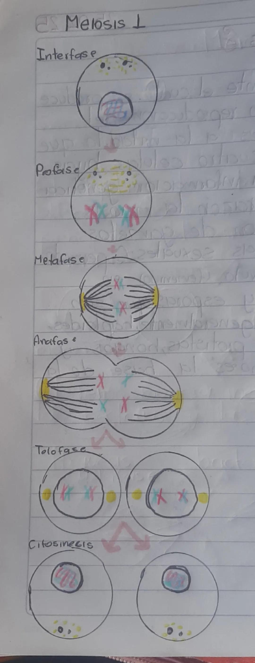 # Meiosis 1

Interfase

Profase

Metafase

Anafas

Telofase

Citocinesis # Meiosis II

Citocinesis

Telofase

Anafase

Metafase # Continuaci