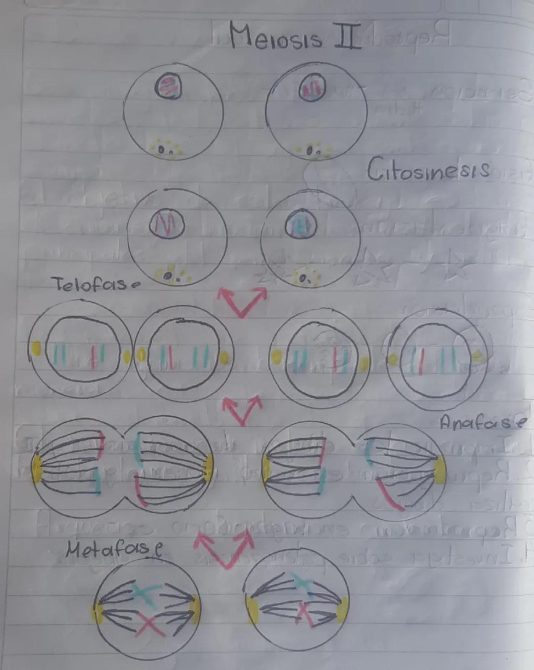 # Meiosis 1

Interfase

Profase

Metafase

Anafas

Telofase

Citocinesis # Meiosis II

Citocinesis

Telofase

Anafase

Metafase # Continuaci