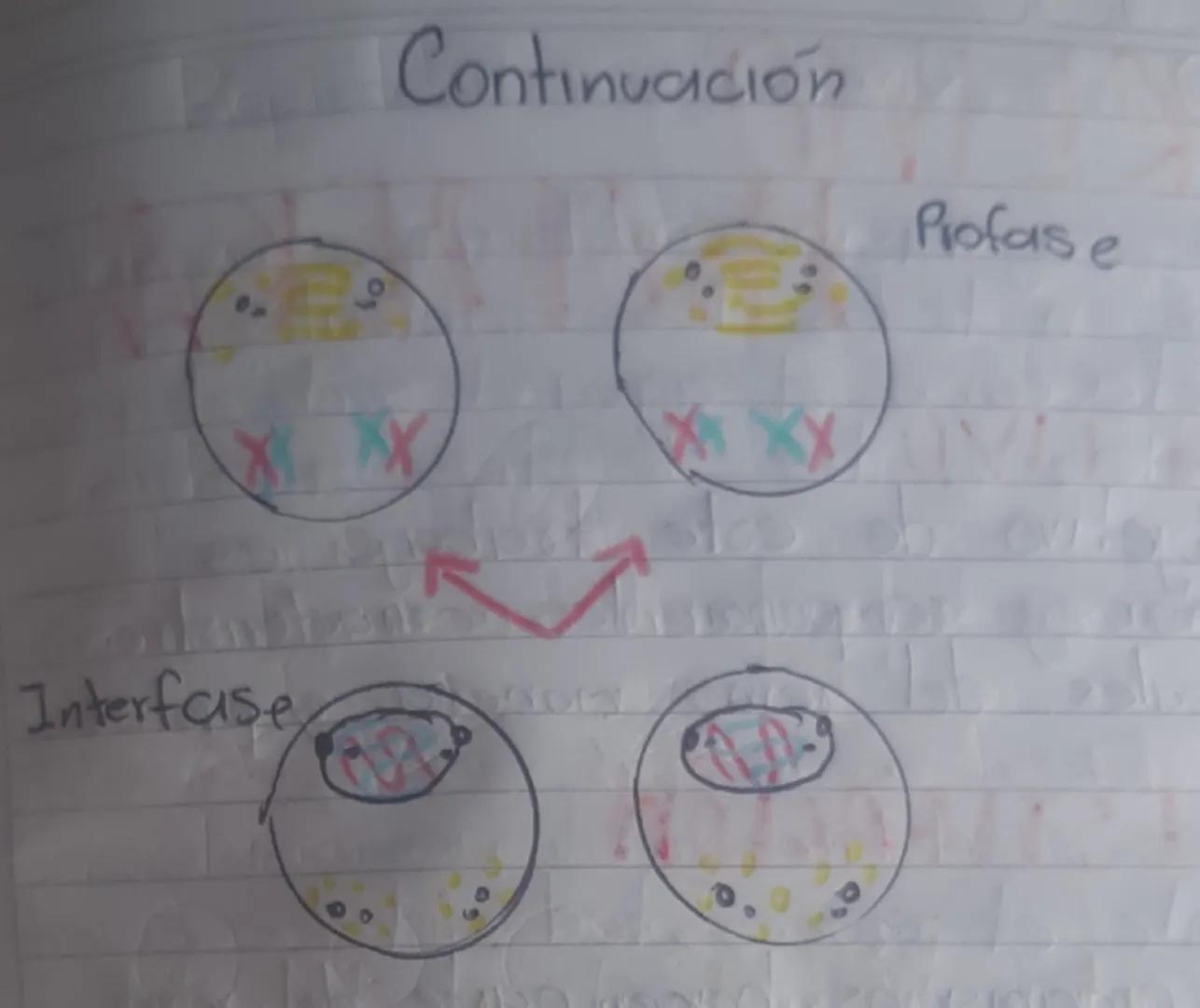 # Meiosis 1

Interfase

Profase

Metafase

Anafas

Telofase

Citocinesis # Meiosis II

Citocinesis

Telofase

Anafase

Metafase # Continuaci