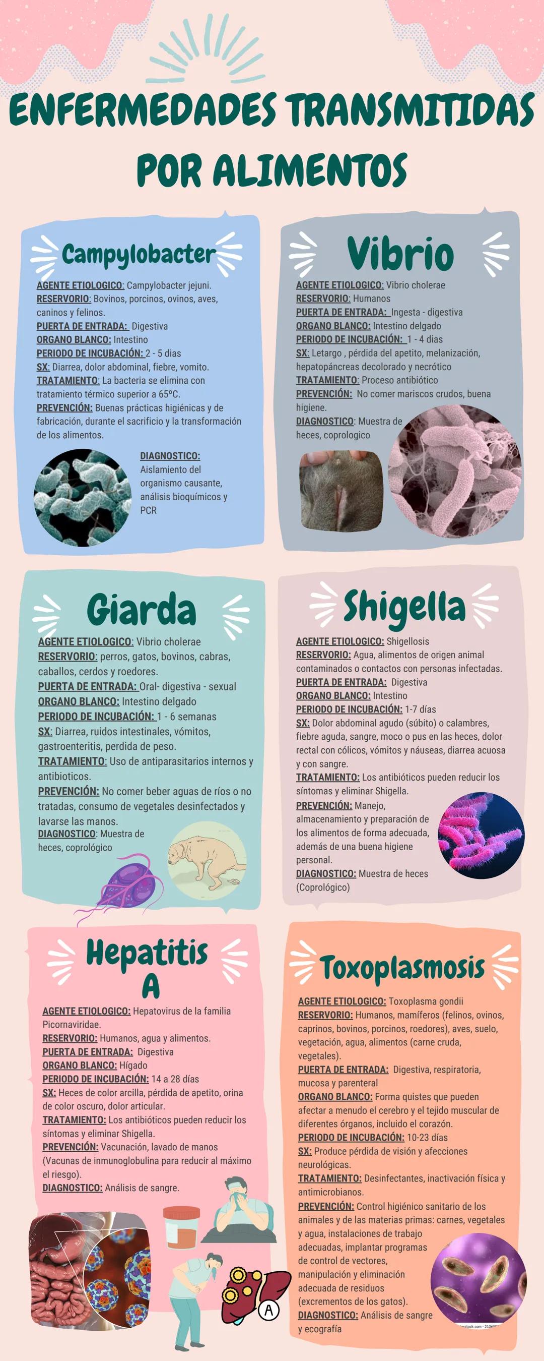 # ENFERMEDADES TRANSMITIDAS
POR ALIMENTOS

Campylobacter
AGENTE ETIOLOGICQ, Campylobacter jejuni.
RESERVORIO, Bovinos, porcinos, ovinos, ave