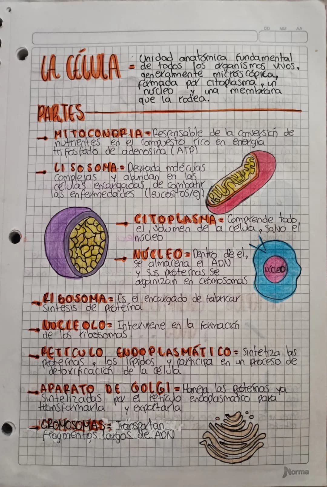 OD
MM
AA
LA CÉLULA
PARTES
Unidad anatómica fundamental
= de todos los dganismos vivos,
generalmente microscópica,
famada por citoplasma, in
