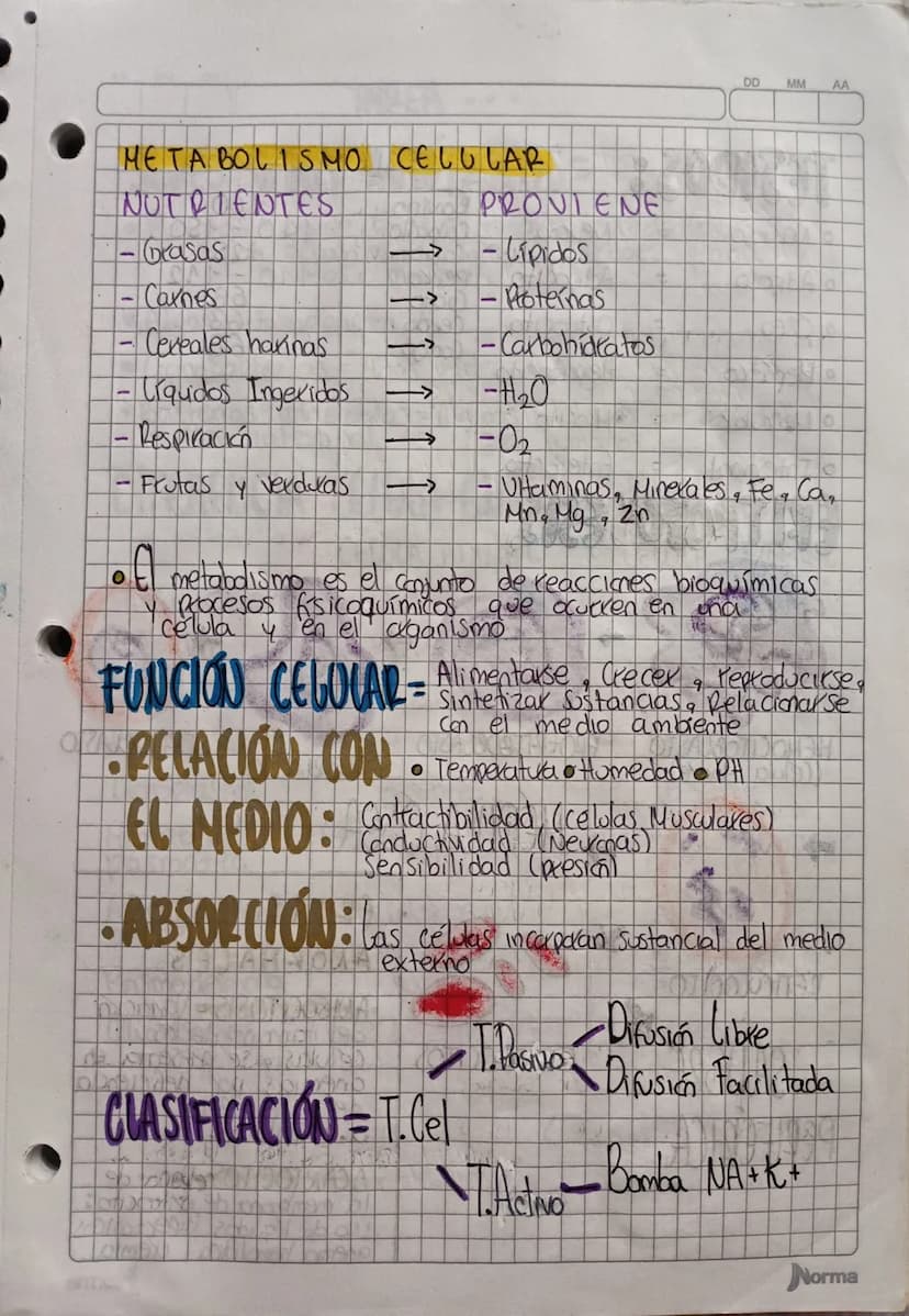 OD
MM
AA
LA CÉLULA
PARTES
Unidad anatómica fundamental
= de todos los dganismos vivos,
generalmente microscópica,
famada por citoplasma, in

