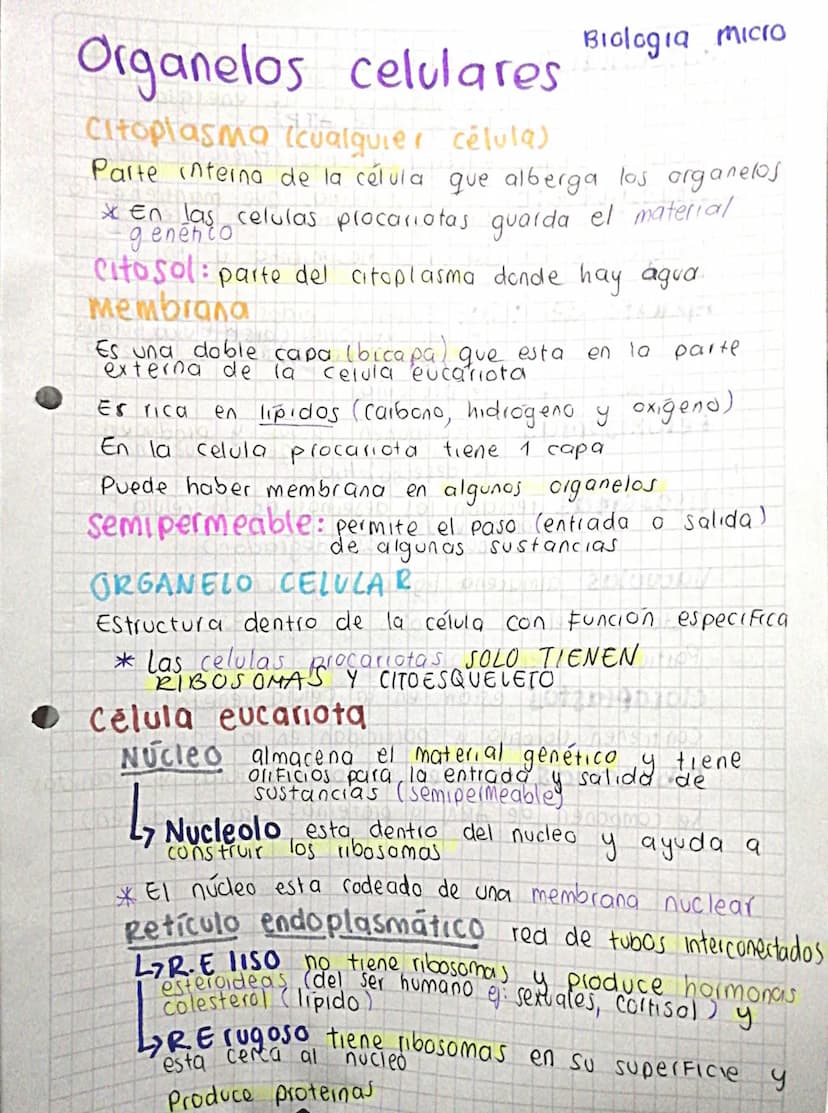 Organelos celulares
Citoplasma (cualquier célula)
Biologia micro
Parte interna de la célula que alberga los organelos
* en las celulas proca