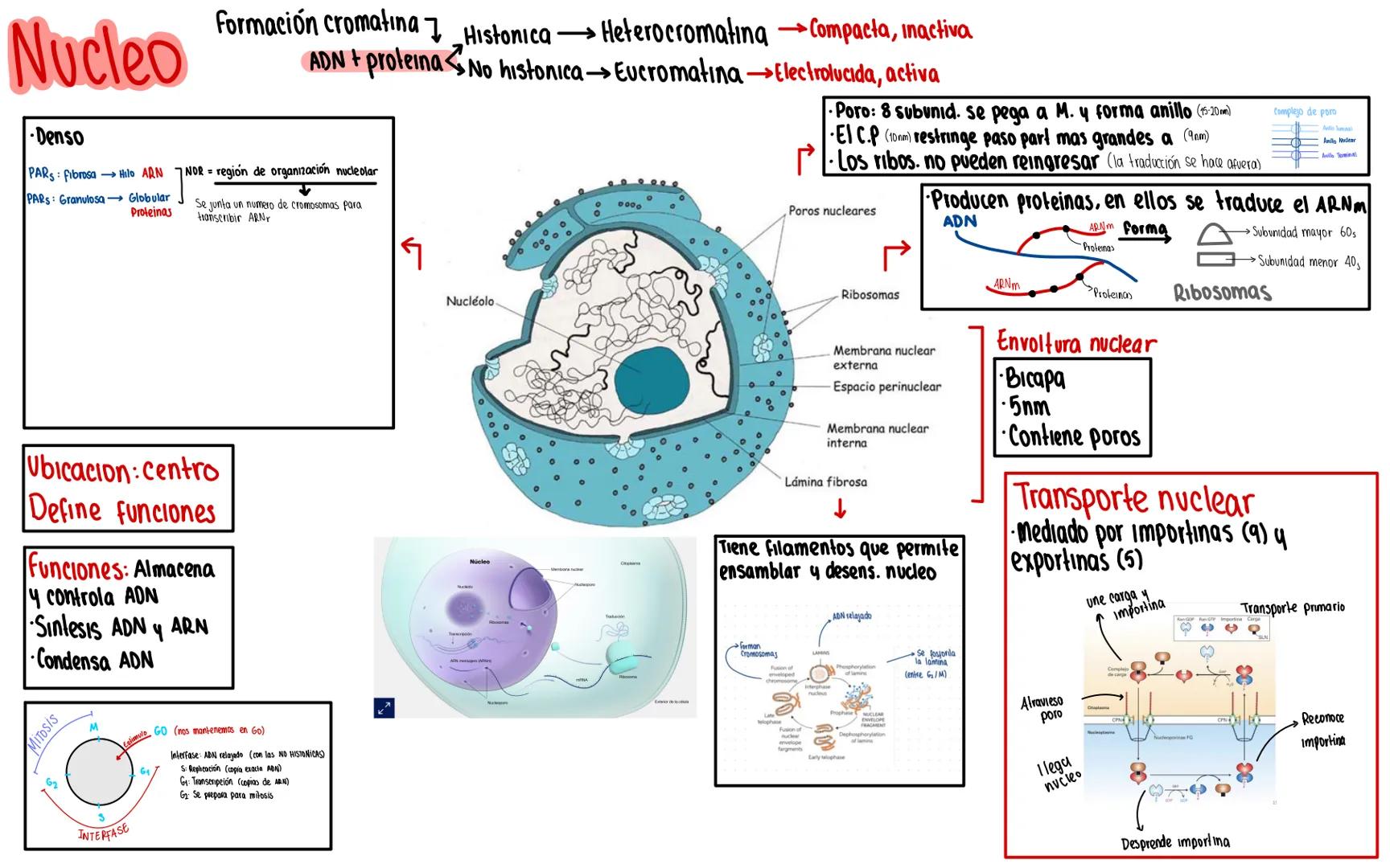 # Nucleo

Denso

PARS: Fibrosa Hilo ARN

PARS: Granulosa
Globular
Proteinas

Formación cromatina7_Histonica → Heterocromating Compacta, inac