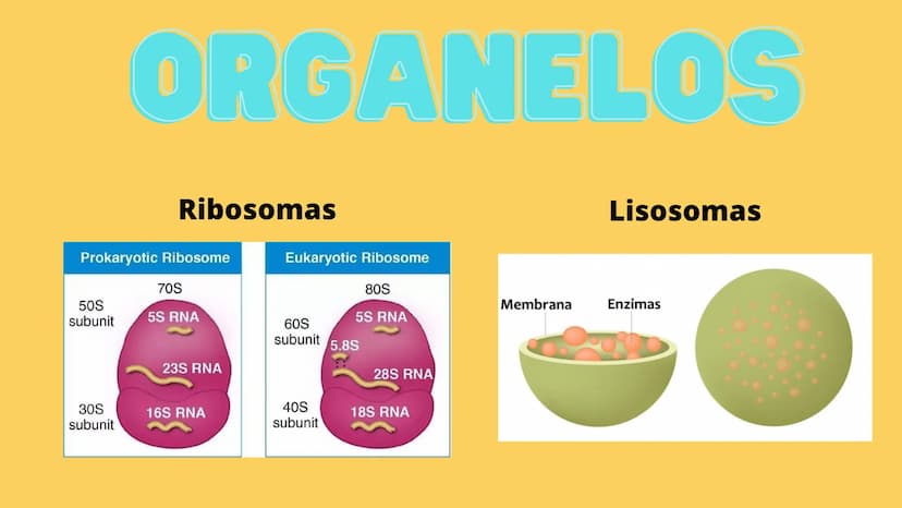 LA CÉLULA Y VIRUS
00 ¿QUE SABEN
DE LA
CELULA? La célula
• La célula es el componente básico de todos los seres vivos.
• Es la unidad estruct