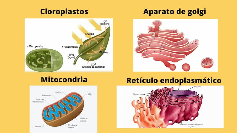 LA CÉLULA Y VIRUS
00 ¿QUE SABEN
DE LA
CELULA? La célula
• La célula es el componente básico de todos los seres vivos.
• Es la unidad estruct
