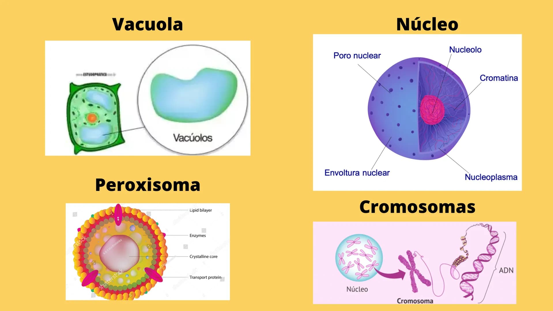LA CÉLULA Y VIRUS
00 ¿QUE SABEN
DE LA
CELULA? La célula
• La célula es el componente básico de todos los seres vivos.
• Es la unidad estruct