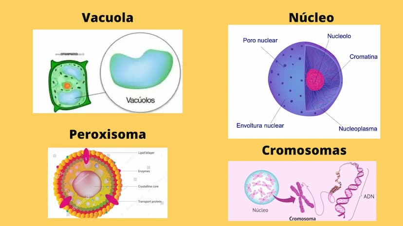 LA CÉLULA Y VIRUS
00 ¿QUE SABEN
DE LA
CELULA? La célula
• La célula es el componente básico de todos los seres vivos.
• Es la unidad estruct