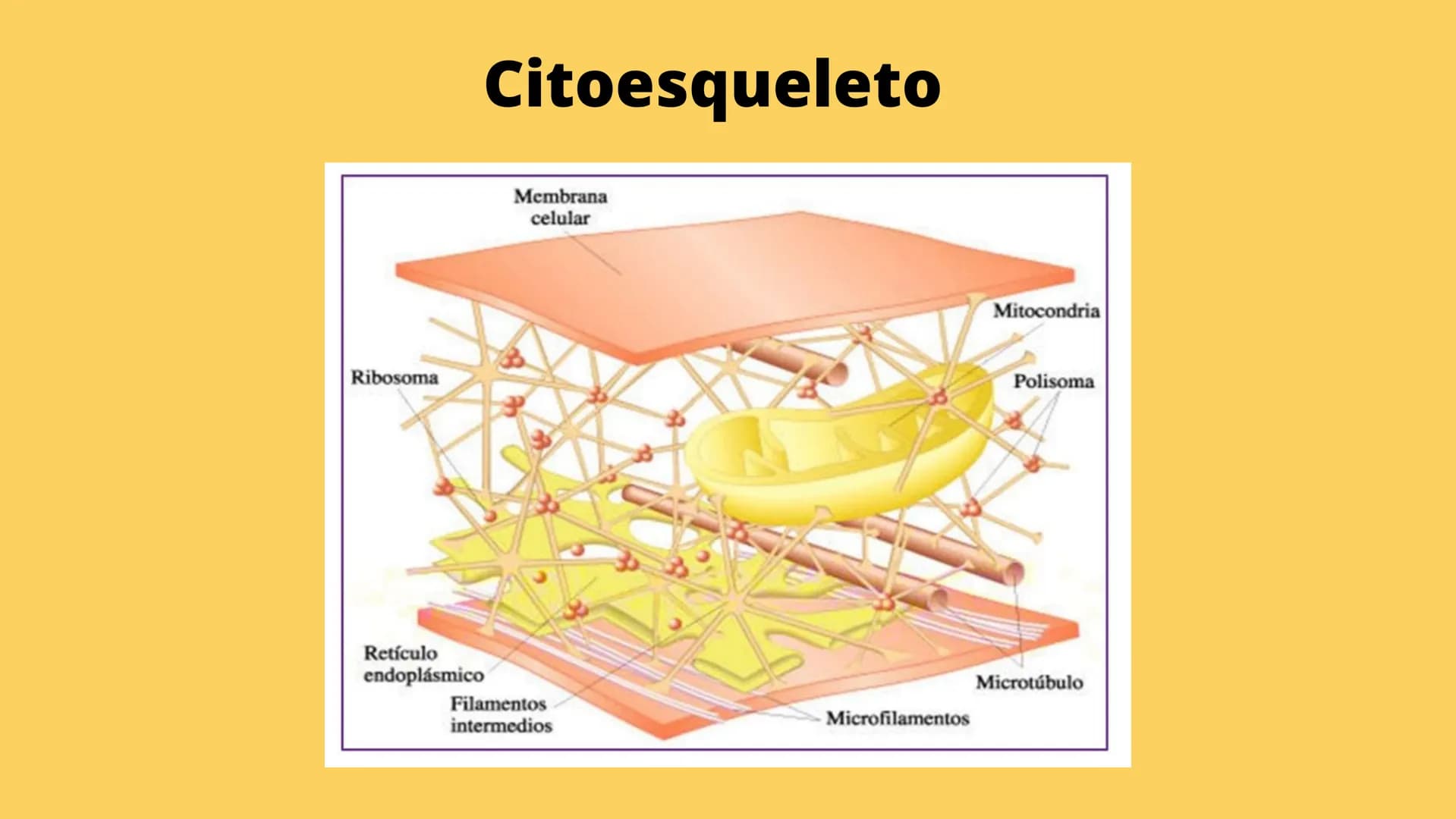 LA CÉLULA Y VIRUS
00 ¿QUE SABEN
DE LA
CELULA? La célula
• La célula es el componente básico de todos los seres vivos.
• Es la unidad estruct