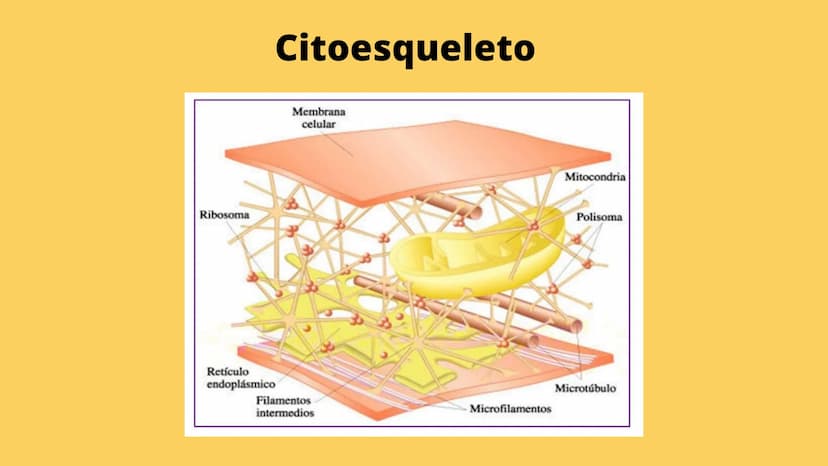 LA CÉLULA Y VIRUS
00 ¿QUE SABEN
DE LA
CELULA? La célula
• La célula es el componente básico de todos los seres vivos.
• Es la unidad estruct