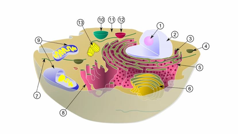 LA CÉLULA Y VIRUS
00 ¿QUE SABEN
DE LA
CELULA? La célula
• La célula es el componente básico de todos los seres vivos.
• Es la unidad estruct