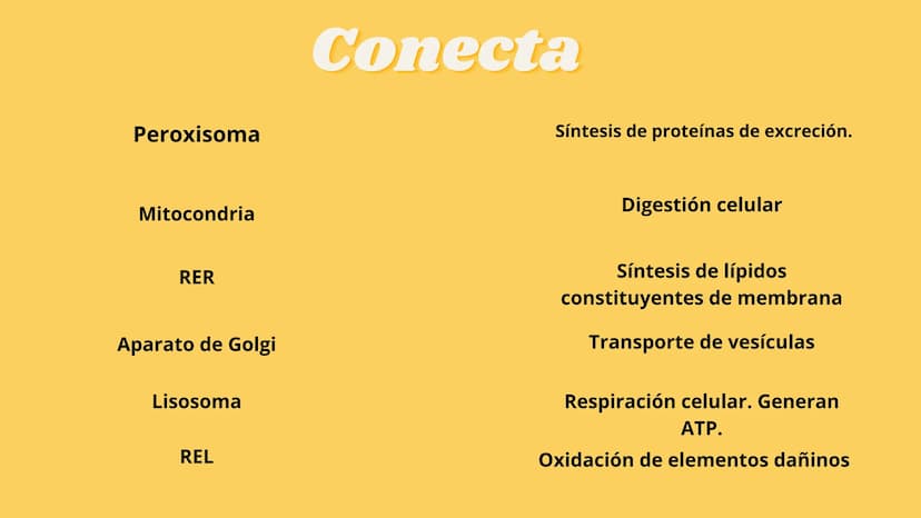 LA CÉLULA Y VIRUS
00 ¿QUE SABEN
DE LA
CELULA? La célula
• La célula es el componente básico de todos los seres vivos.
• Es la unidad estruct