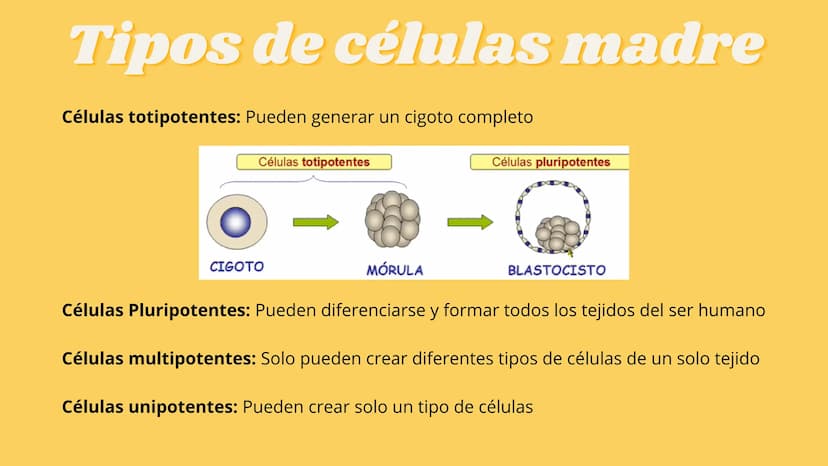 LA CÉLULA Y VIRUS
00 ¿QUE SABEN
DE LA
CELULA? La célula
• La célula es el componente básico de todos los seres vivos.
• Es la unidad estruct