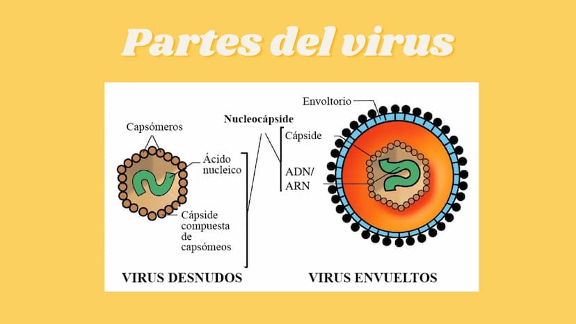 LA CÉLULA Y VIRUS
00 ¿QUE SABEN
DE LA
CELULA? La célula
• La célula es el componente básico de todos los seres vivos.
• Es la unidad estruct