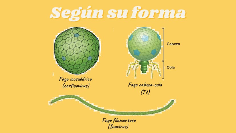 LA CÉLULA Y VIRUS
00 ¿QUE SABEN
DE LA
CELULA? La célula
• La célula es el componente básico de todos los seres vivos.
• Es la unidad estruct