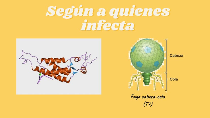 LA CÉLULA Y VIRUS
00 ¿QUE SABEN
DE LA
CELULA? La célula
• La célula es el componente básico de todos los seres vivos.
• Es la unidad estruct