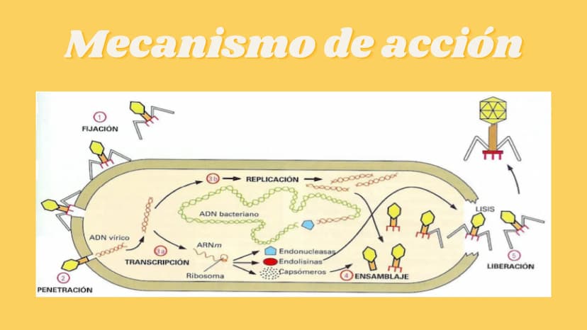 LA CÉLULA Y VIRUS
00 ¿QUE SABEN
DE LA
CELULA? La célula
• La célula es el componente básico de todos los seres vivos.
• Es la unidad estruct