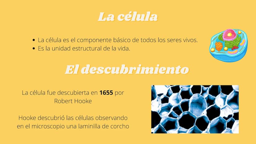 LA CÉLULA Y VIRUS
00 ¿QUE SABEN
DE LA
CELULA? La célula
• La célula es el componente básico de todos los seres vivos.
• Es la unidad estruct