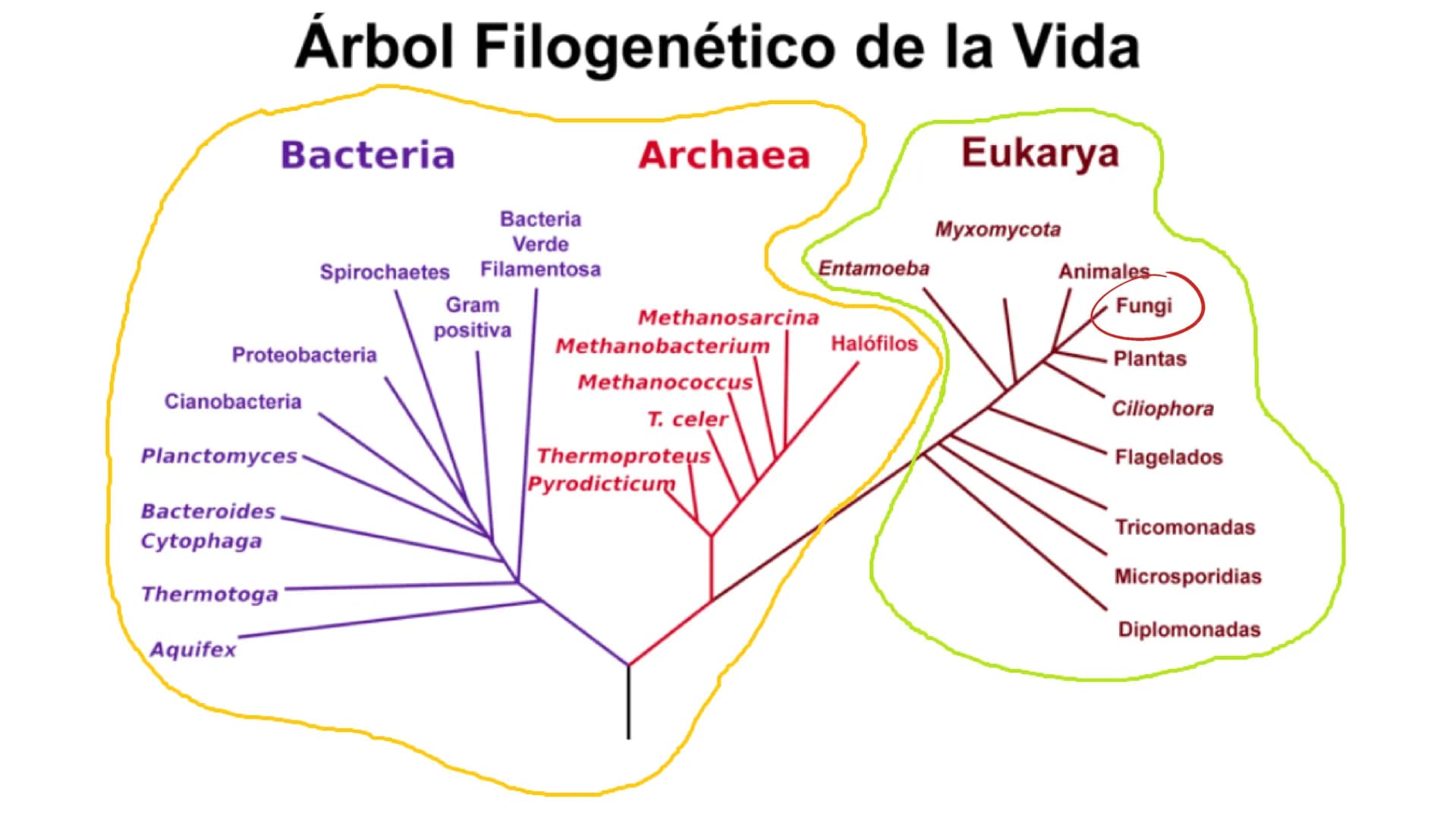 LA CÉLULA Y VIRUS
00 ¿QUE SABEN
DE LA
CELULA? La célula
• La célula es el componente básico de todos los seres vivos.
• Es la unidad estruct