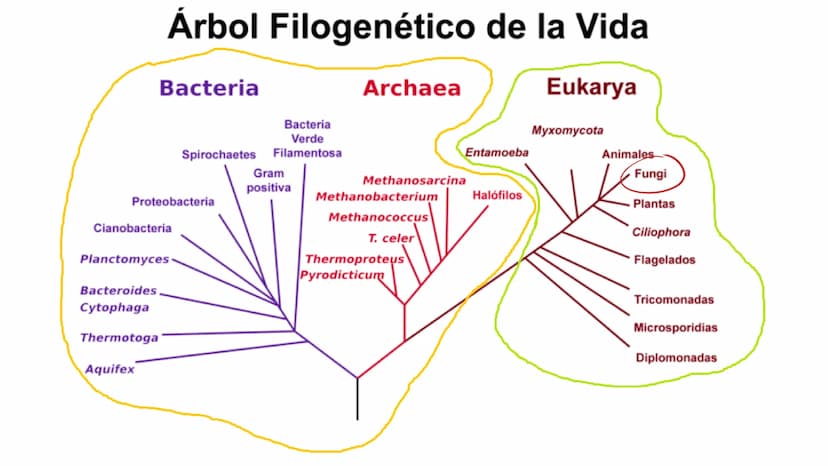 LA CÉLULA Y VIRUS
00 ¿QUE SABEN
DE LA
CELULA? La célula
• La célula es el componente básico de todos los seres vivos.
• Es la unidad estruct