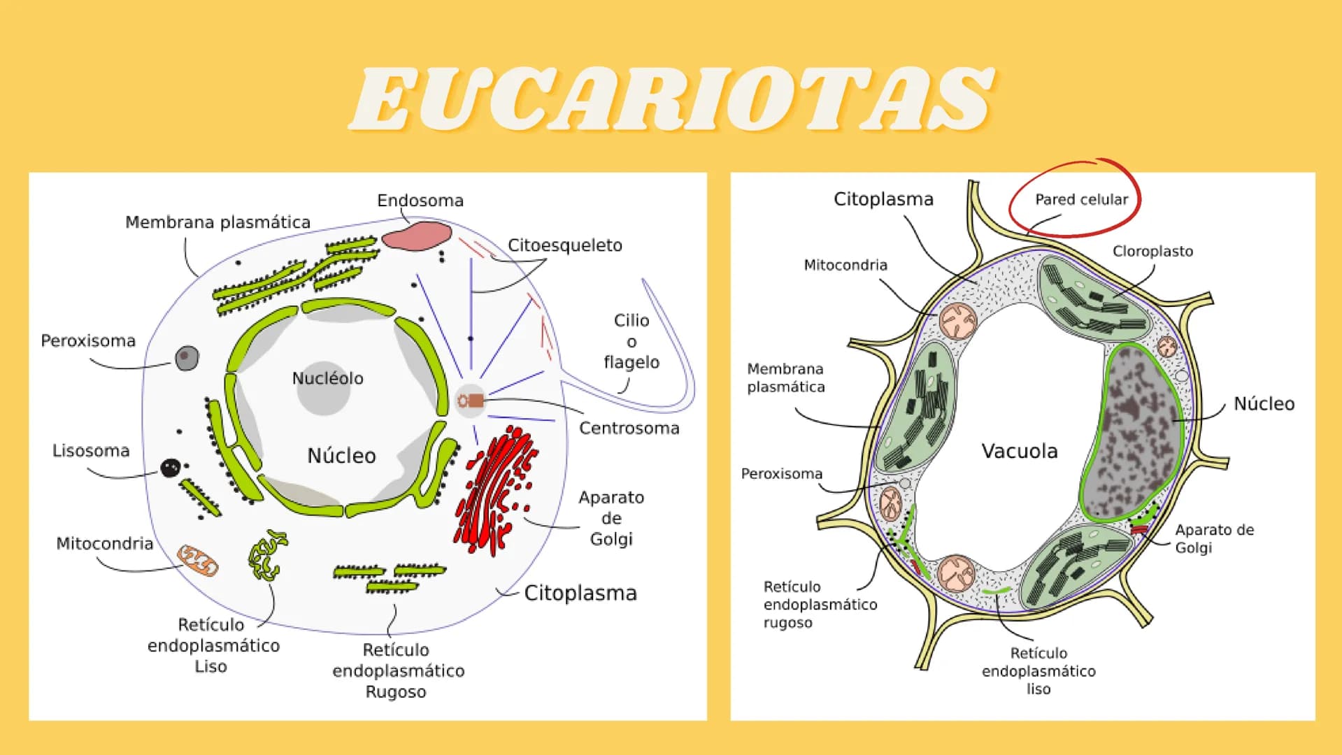 LA CÉLULA Y VIRUS
00 ¿QUE SABEN
DE LA
CELULA? La célula
• La célula es el componente básico de todos los seres vivos.
• Es la unidad estruct
