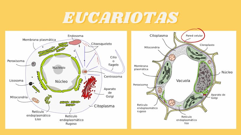 LA CÉLULA Y VIRUS
00 ¿QUE SABEN
DE LA
CELULA? La célula
• La célula es el componente básico de todos los seres vivos.
• Es la unidad estruct