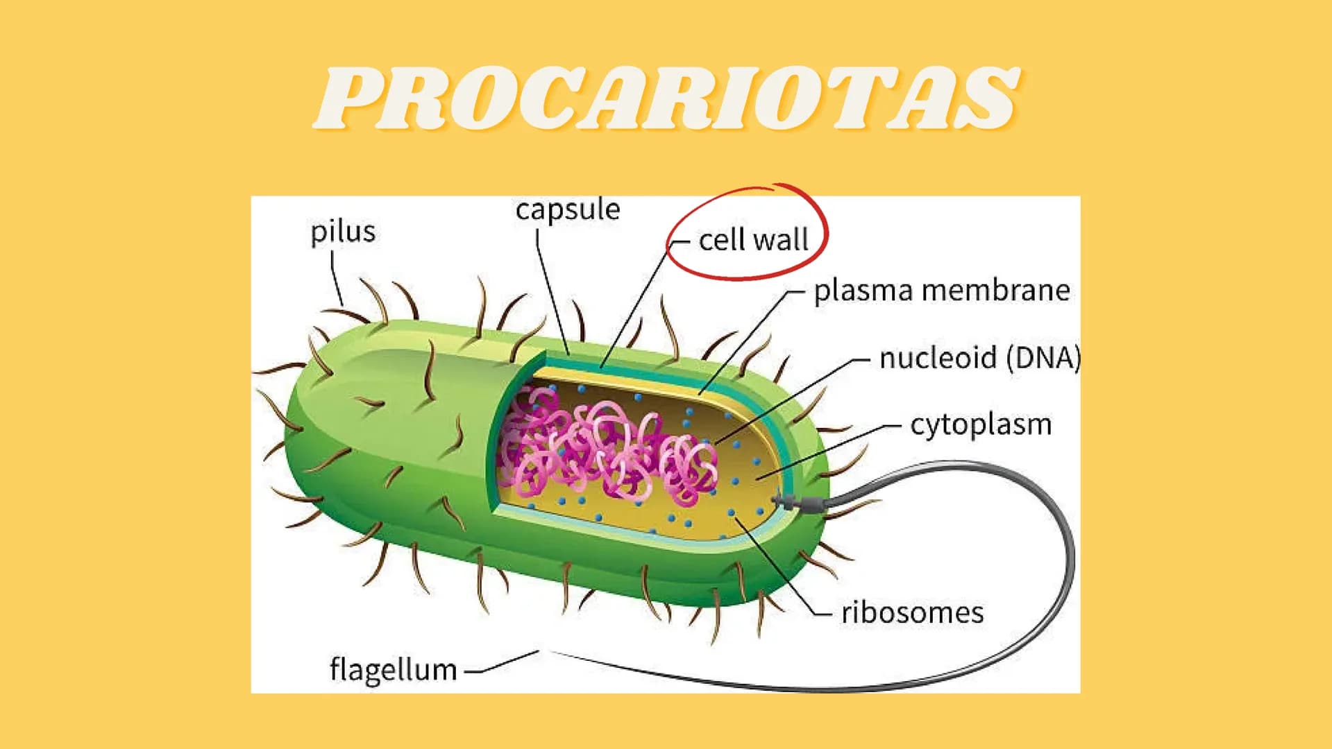 LA CÉLULA Y VIRUS
00 ¿QUE SABEN
DE LA
CELULA? La célula
• La célula es el componente básico de todos los seres vivos.
• Es la unidad estruct