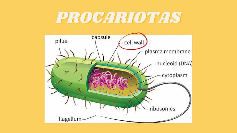 LA CÉLULA Y VIRUS
00 ¿QUE SABEN
DE LA
CELULA? La célula
• La célula es el componente básico de todos los seres vivos.
• Es la unidad estruct