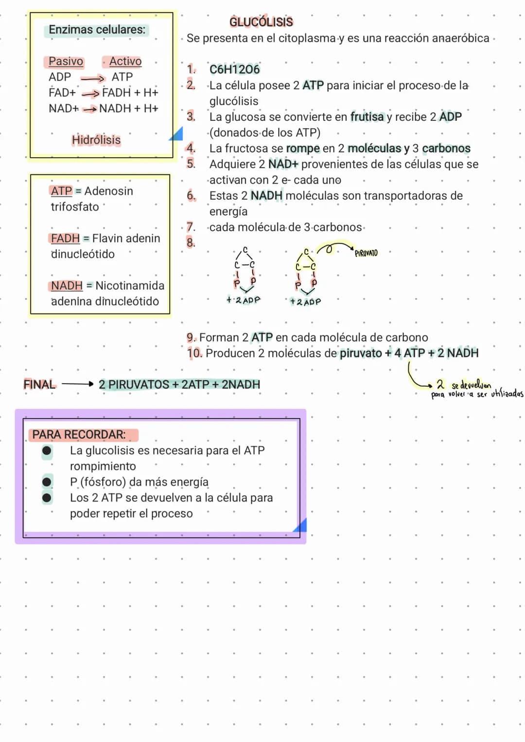 Enzimas celulares:
Activo
GLUCÓLISIS
Se presenta en el citoplasma y es una reacción anaeróbica.
Pasivo
ADP
1.
ATP
FAD+
FADH + H+
2.
NAD+
NAD