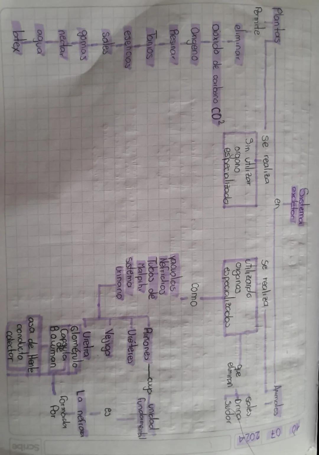 Plantas
Sistema
excleton
en
Se realiza
Permite
Se realiza
Sin utilizar
eliminar
organo
especializada
Dioxido de carbono CO²
Ongeno
Resinar
T