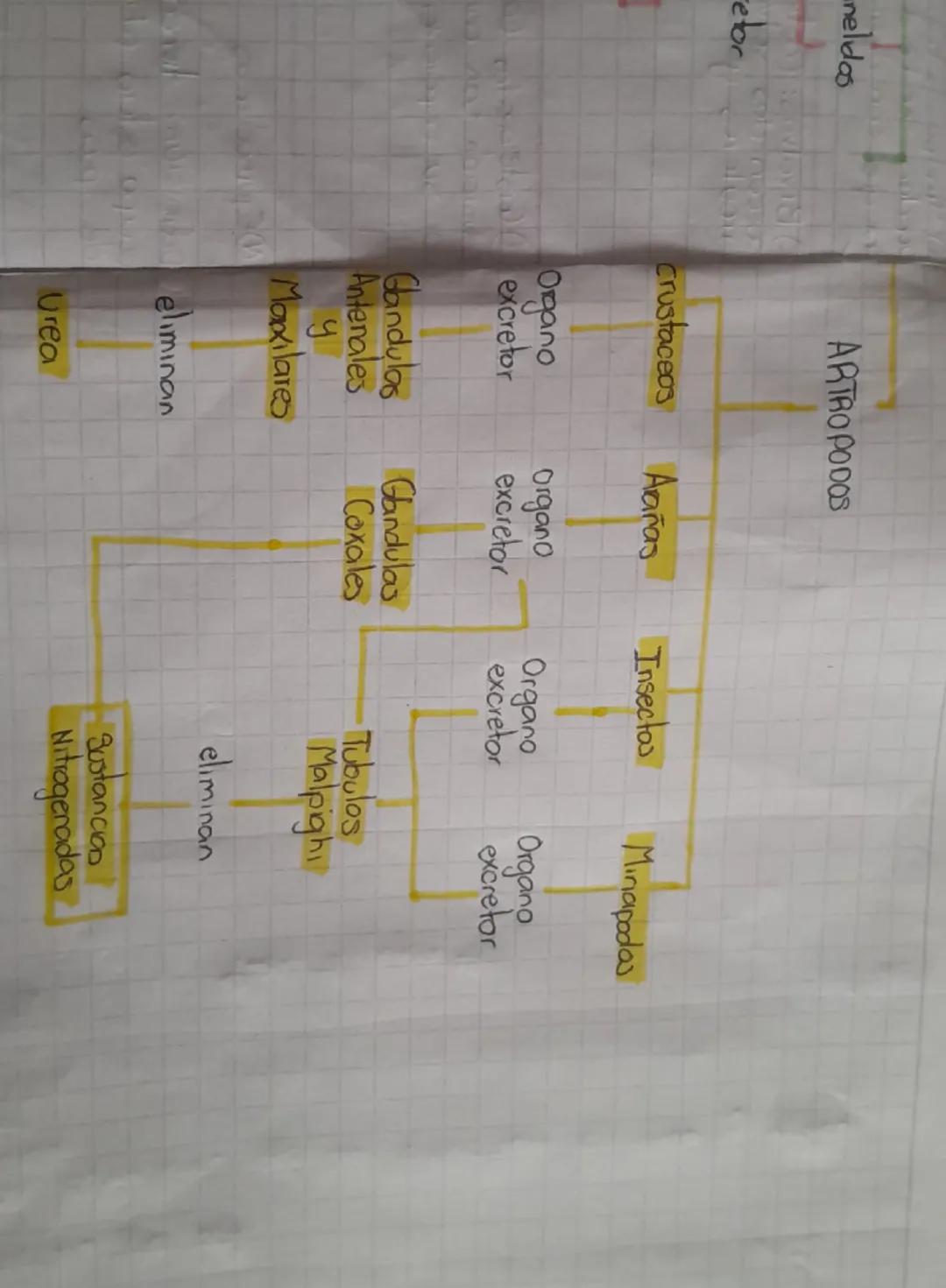 Plantas
Sistema
excleton
en
Se realiza
Permite
Se realiza
Sin utilizar
eliminar
organo
especializada
Dioxido de carbono CO²
Ongeno
Resinar
T