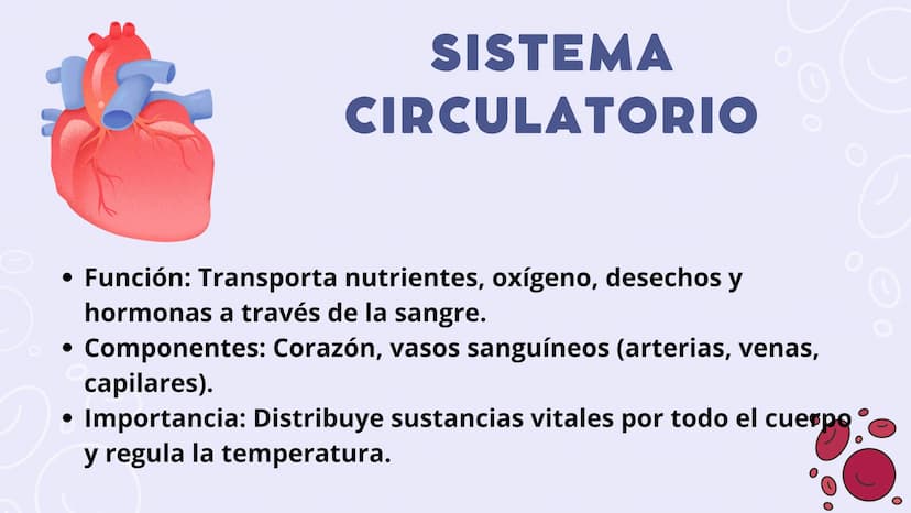 SISTEMAS
DEL
CUERPO
HUMANO SISTEMA
ENDOCRINO
• Función: Regula diversas funciones corporales a través
de la secreción de hormonas.
Órganos P