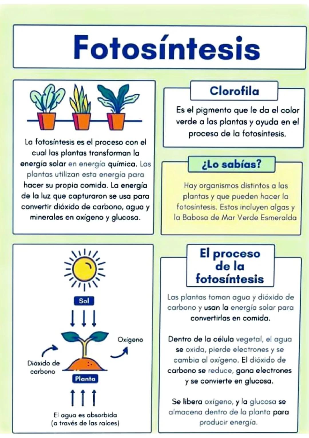 LA FOTOSÍNTESIS 