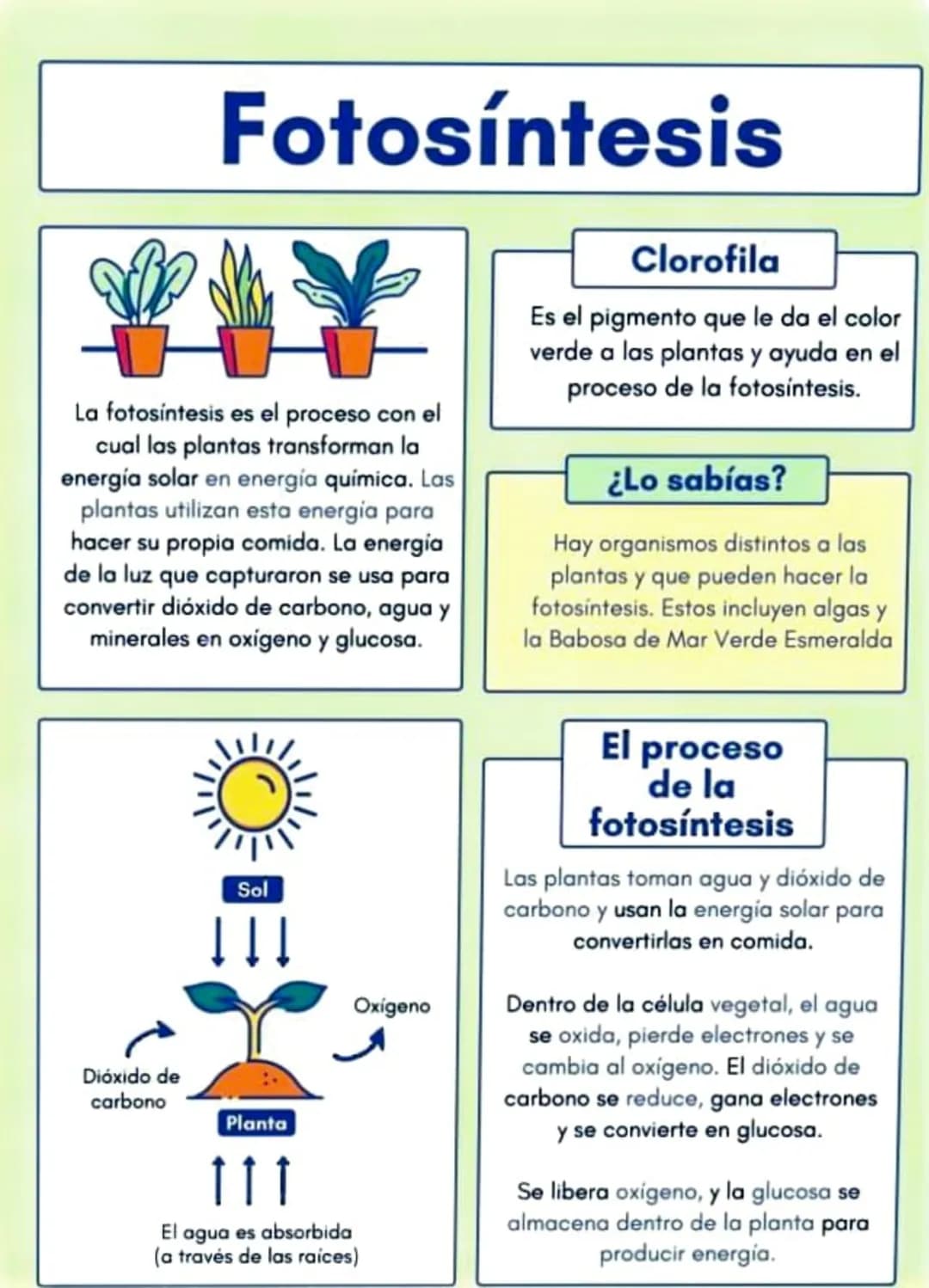 Fotosíntesis
La fotosíntesis es el proceso con el
cual las plantas transforman la
energía solar en energía química. Las
plantas utilizan est