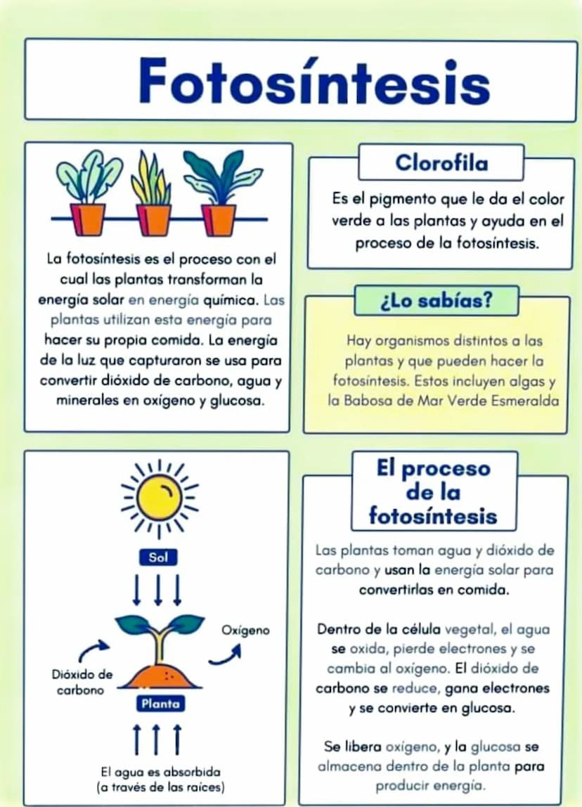 Fotosíntesis
La fotosíntesis es el proceso con el
cual las plantas transforman la
energía solar en energía química. Las
plantas utilizan est