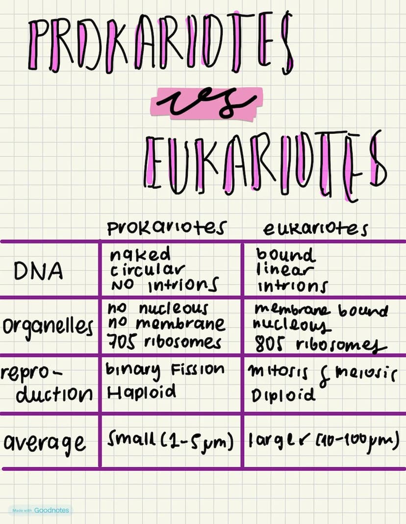 PRO KARID TES
чез
EUKARIOTES
Prokariotes eukariotes
naked
bound
DNA
organelles no membrane
Circular
linear
NO Intrions
no nucleous
705 ribos