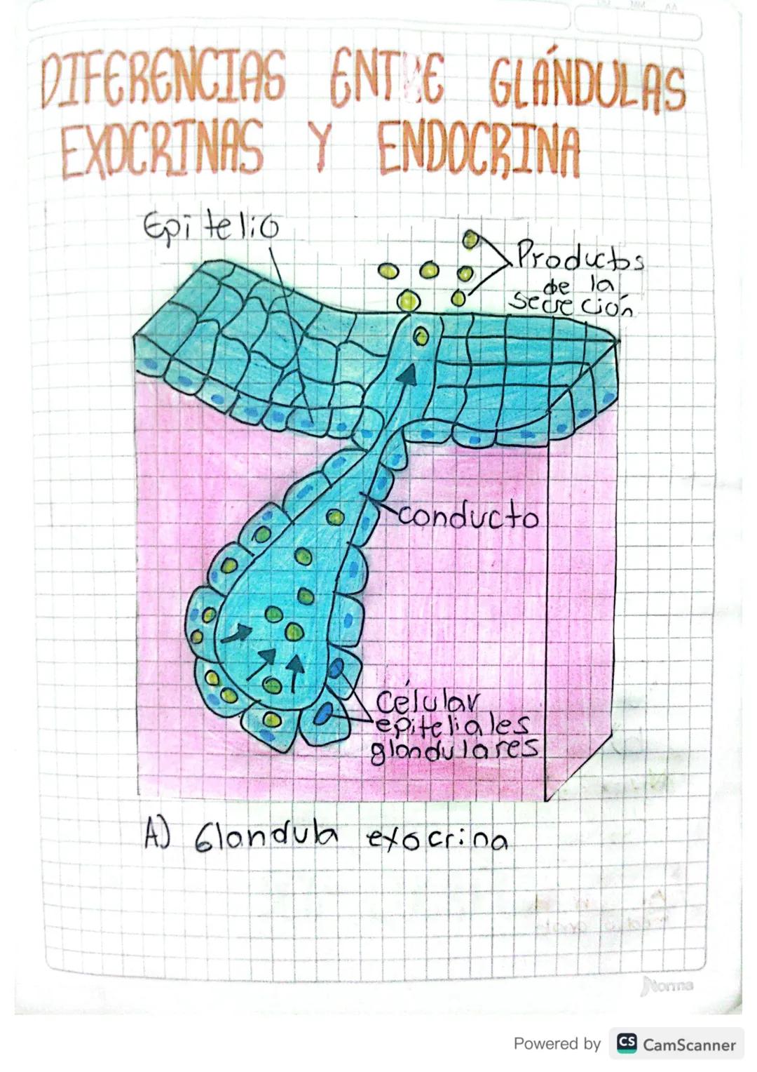 SISTEMA
ENDOCRINO
01 05 20
funciones del sistema endocrino

Reproducci on

7

Uso y almacenamiento
de energia


Características
sexuales

Cr