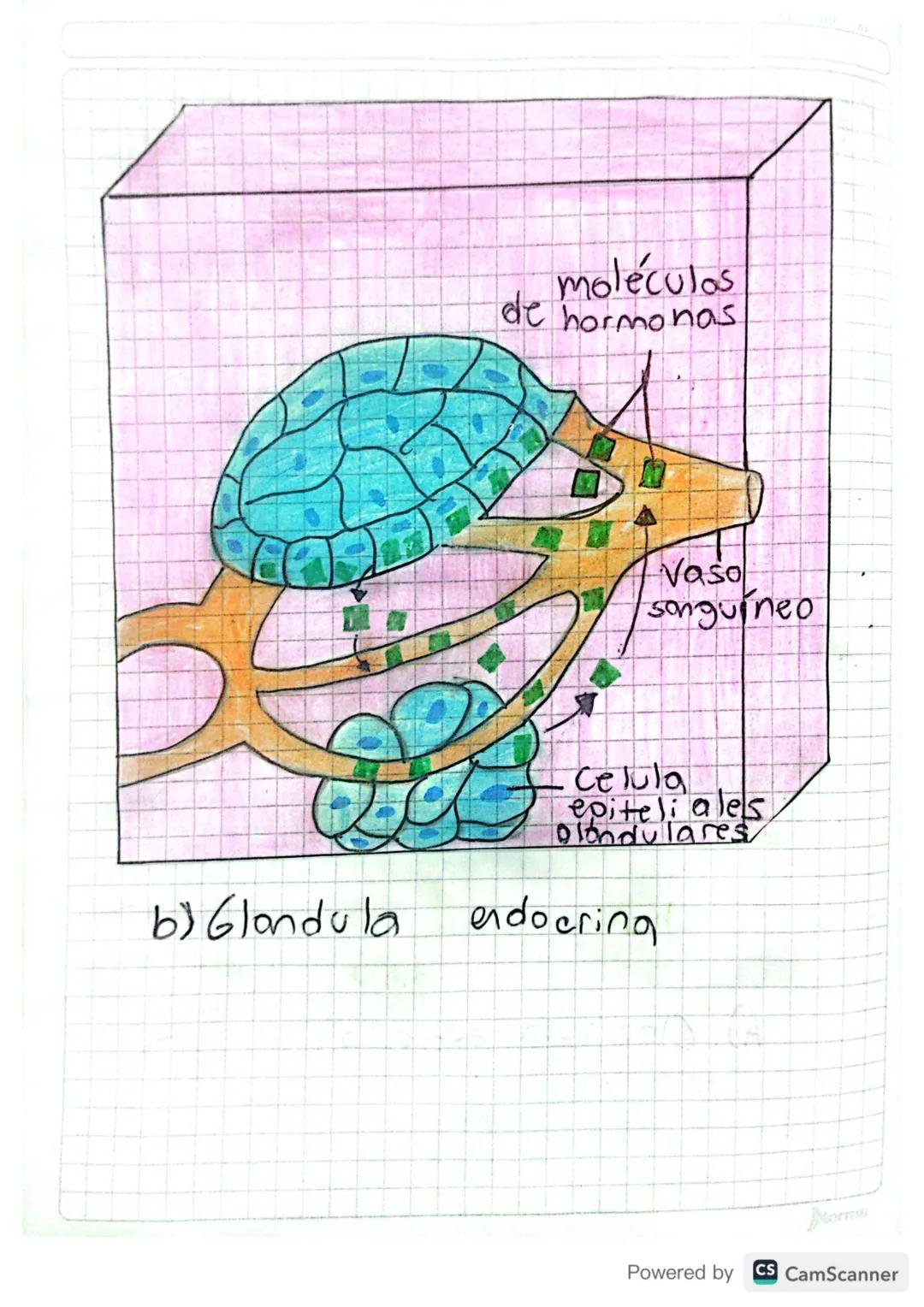 SISTEMA
ENDOCRINO
01 05 20
funciones del sistema endocrino

Reproducci on

7

Uso y almacenamiento
de energia


Características
sexuales

Cr