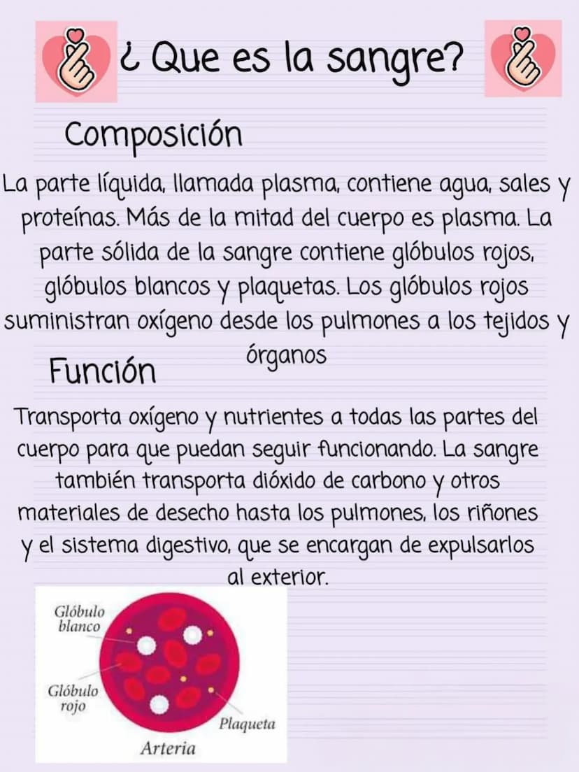 ¿Que es la sangre?
Composición
Y
La parte líquida, llamada plasma, contiene agua, sales
proteínas. Más de la mitad del cuerpo es plasma. La
