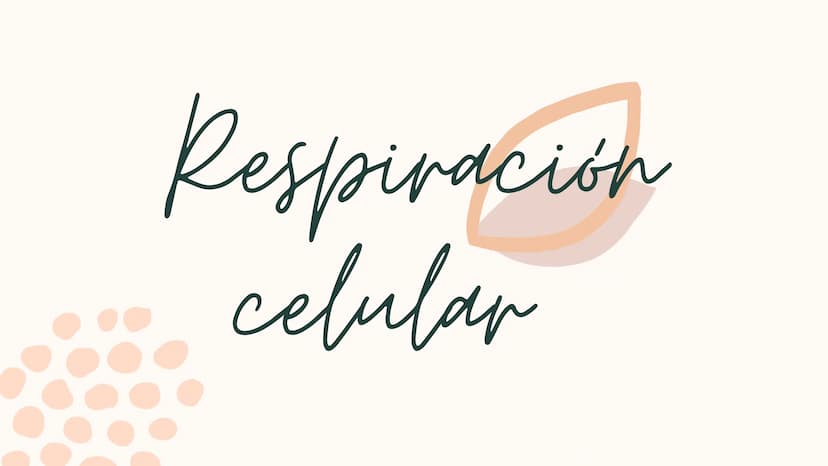 Respiracion
celular Oxígeno
Dióxido de
carbono
Azúcares
y
otras
moléculas
orgánicas
Célula
Energía química
en forma de
ATP
Agua REACCIONES
D