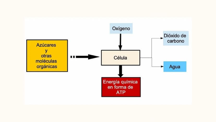 Respiracion
celular Oxígeno
Dióxido de
carbono
Azúcares
y
otras
moléculas
orgánicas
Célula
Energía química
en forma de
ATP
Agua REACCIONES
D