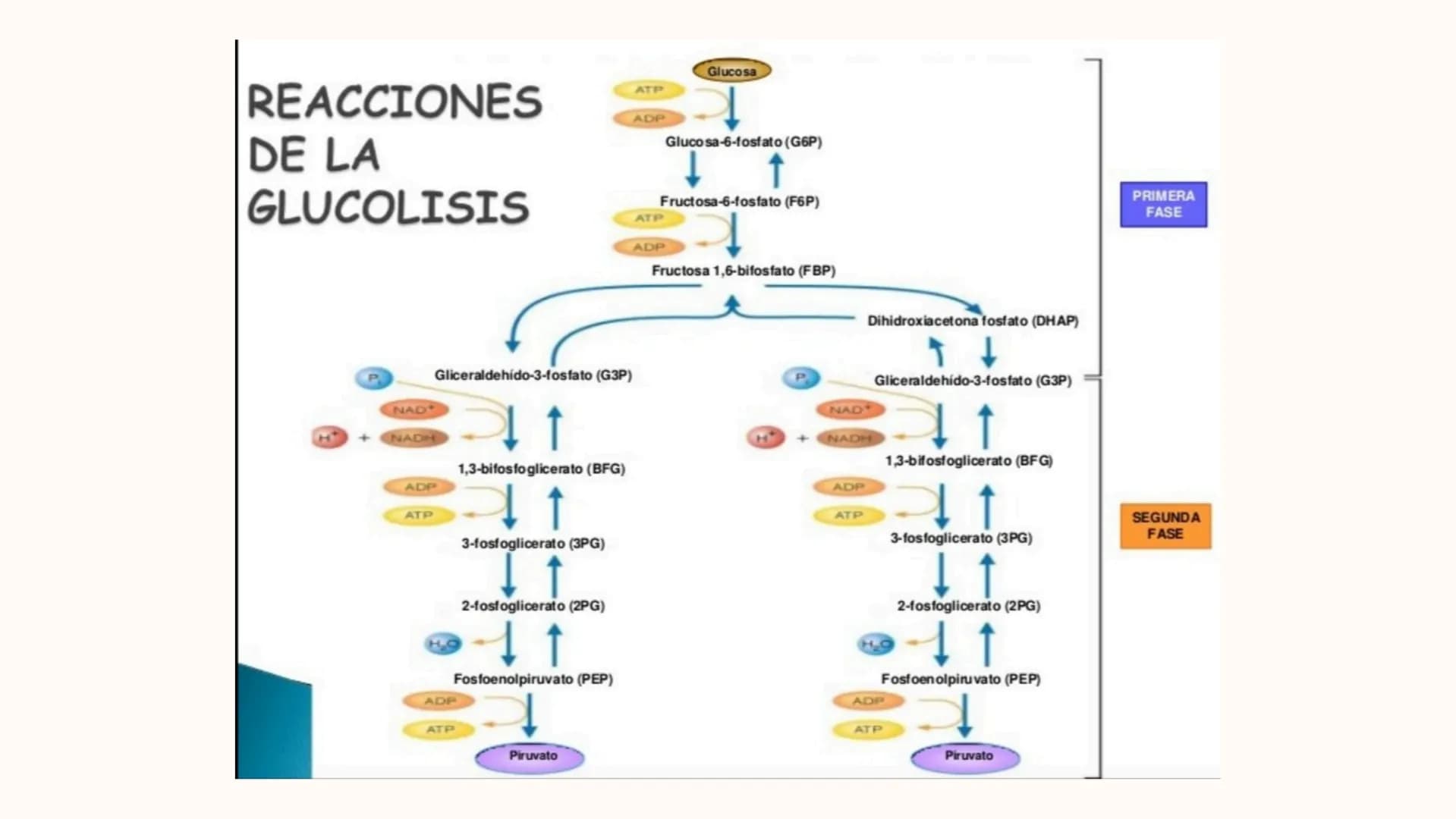 Respiracion
celular Oxígeno
Dióxido de
carbono
Azúcares
y
otras
moléculas
orgánicas
Célula
Energía química
en forma de
ATP
Agua REACCIONES
D
