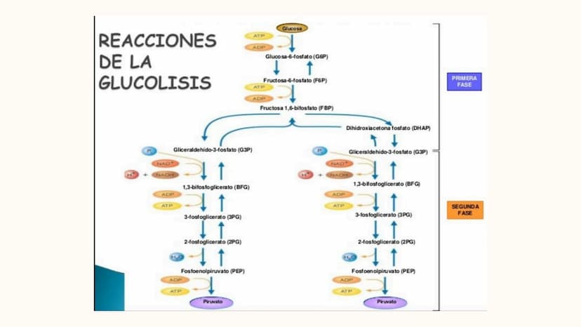 Respiracion
celular Oxígeno
Dióxido de
carbono
Azúcares
y
otras
moléculas
orgánicas
Célula
Energía química
en forma de
ATP
Agua REACCIONES
D