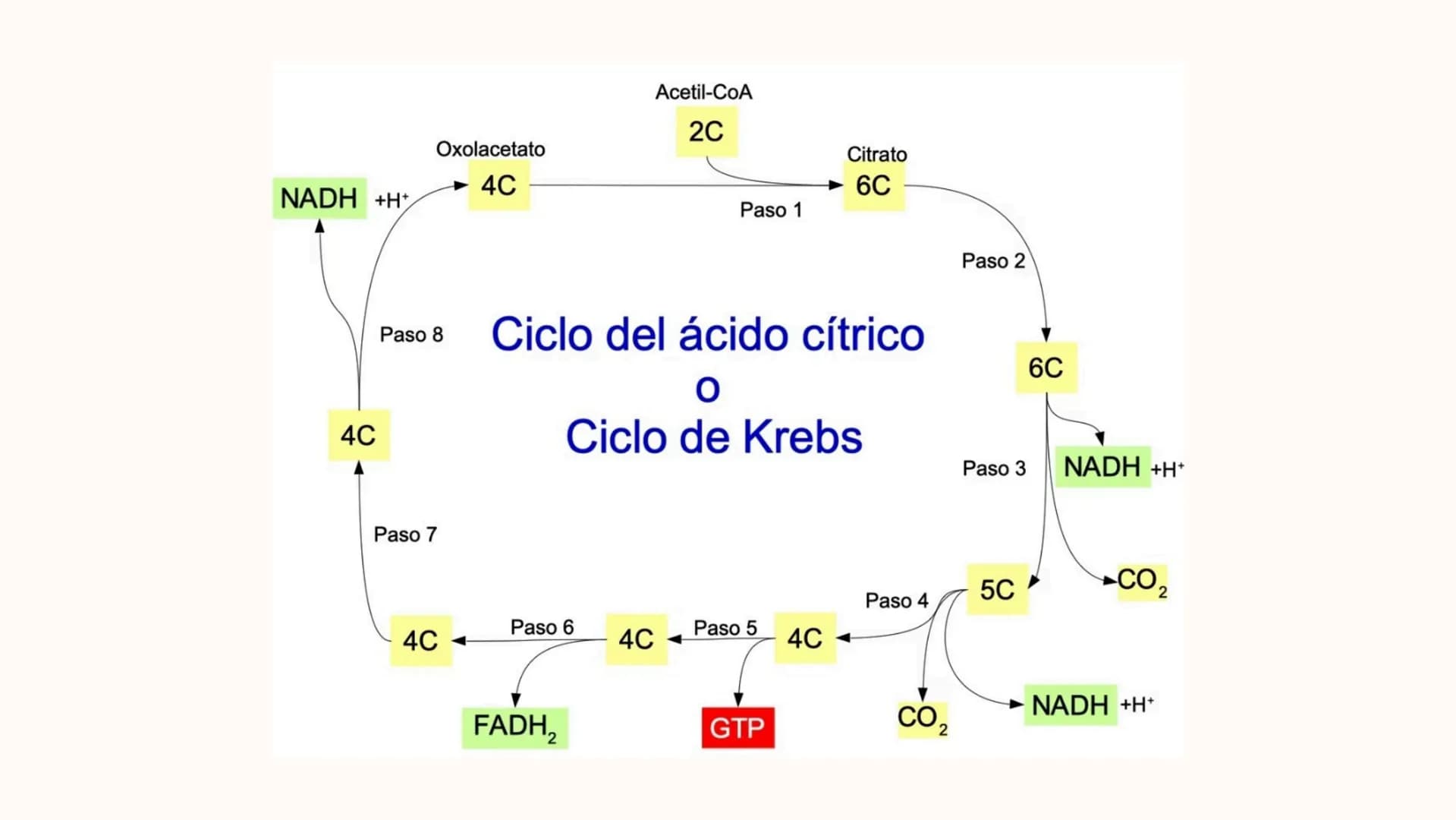 Respiracion
celular Oxígeno
Dióxido de
carbono
Azúcares
y
otras
moléculas
orgánicas
Célula
Energía química
en forma de
ATP
Agua REACCIONES
D