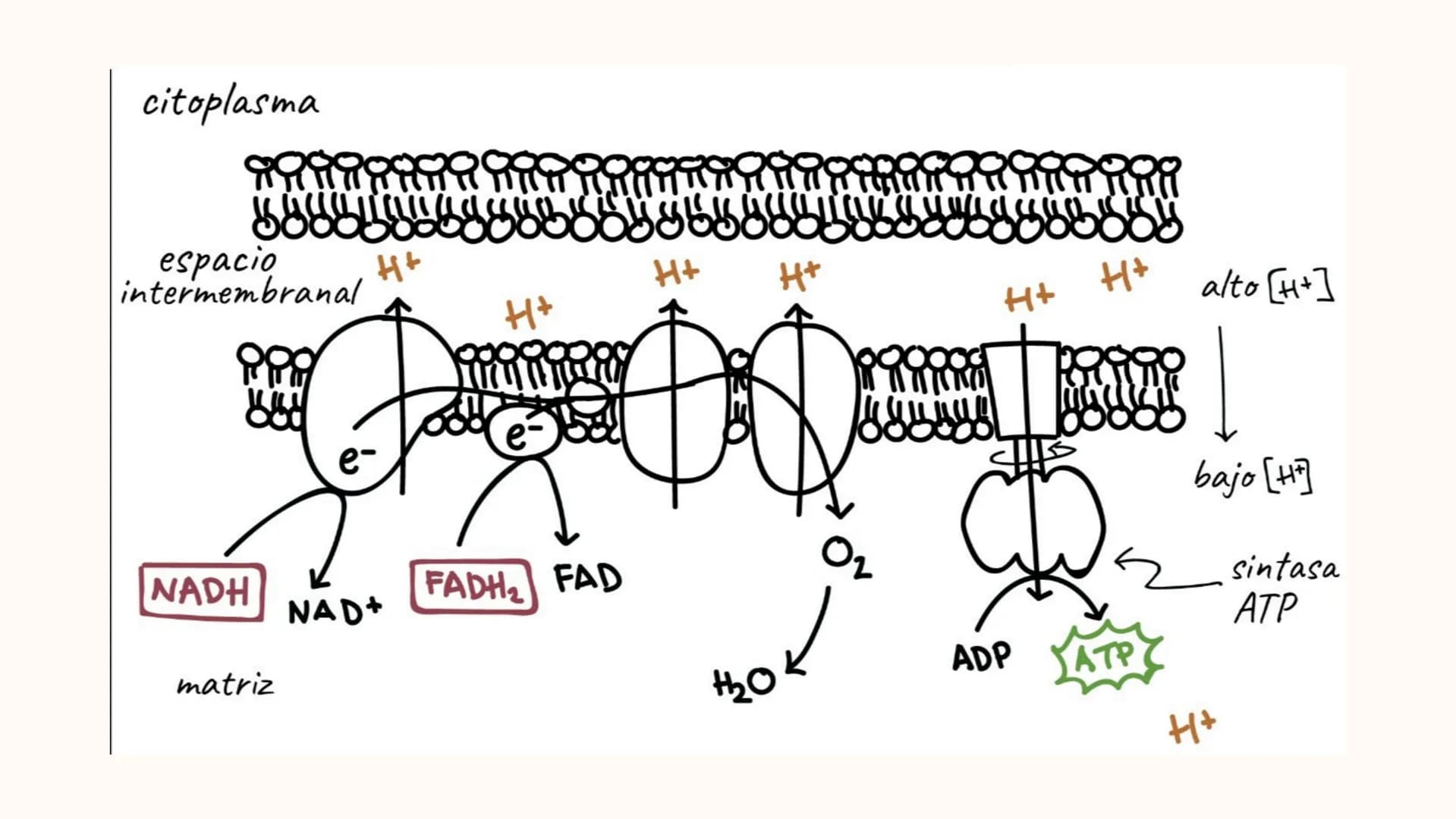 Respiracion
celular Oxígeno
Dióxido de
carbono
Azúcares
y
otras
moléculas
orgánicas
Célula
Energía química
en forma de
ATP
Agua REACCIONES
D
