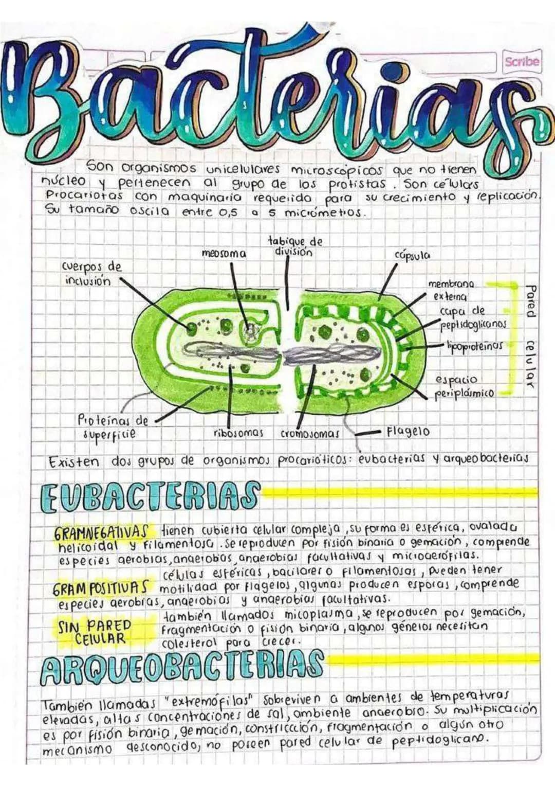 Bacterias
Son organismos unicelulares microscopicos que no tienen
núcleo Y pertenecen al grupo de los protistas. Son celulas
Procariotas con