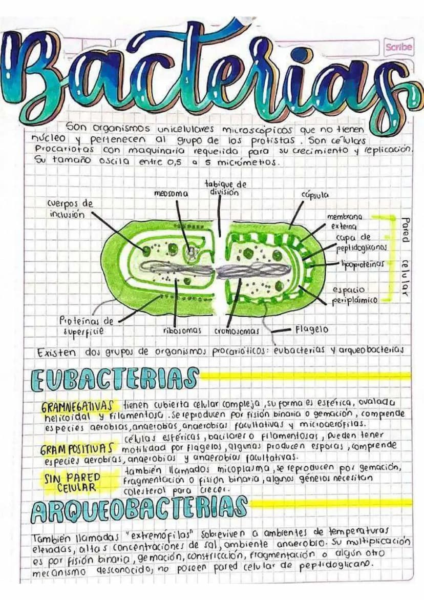 Bacterias
Son organismos unicelulares microscopicos que no tienen
núcleo Y pertenecen al grupo de los protistas. Son celulas
Procariotas con
